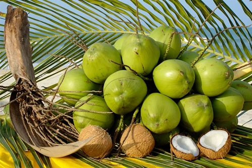 Nguồn Gốc Nguyên Liệu Dừa – Hành Trình Từ Vườn Dừa Bến Tre Đến Sản Phẩm Thủ Công